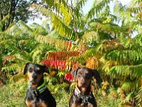 Arcas und Claire